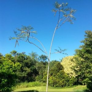 como tomar moringa para bajar de peso