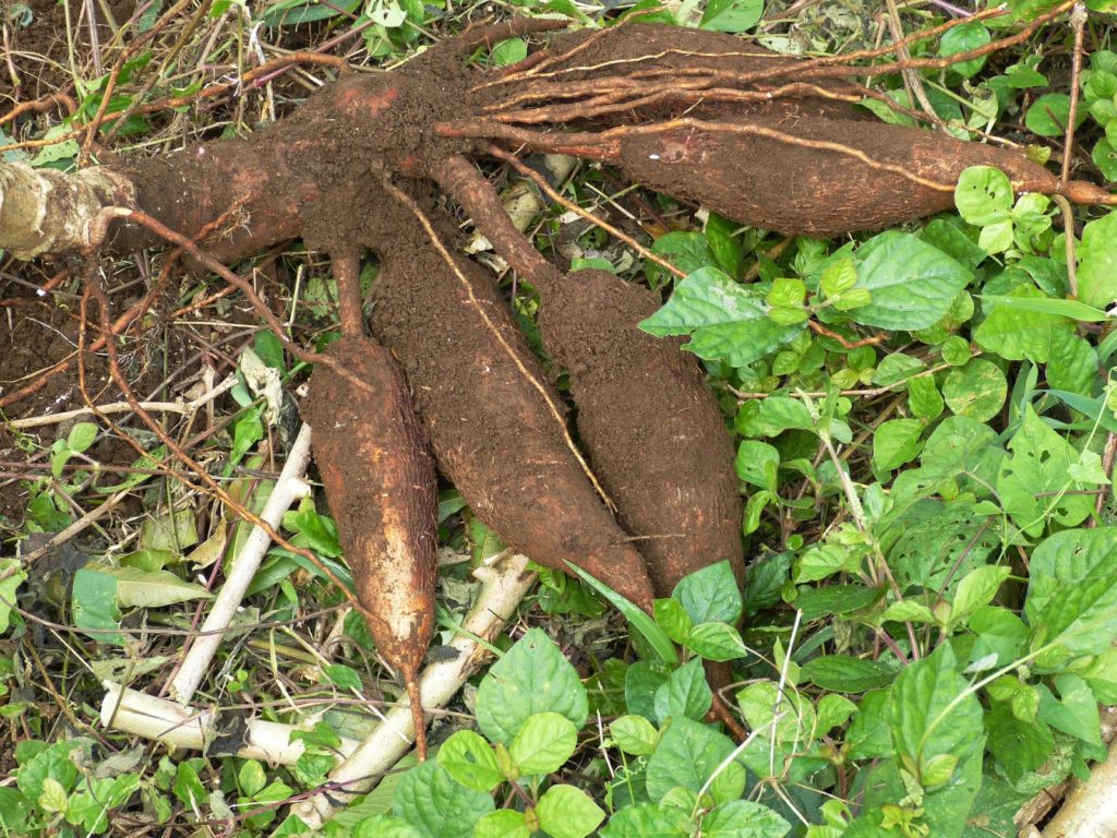 ¿Cómo Quitar El Cianuro De La Yuca? ¡Efectivo!